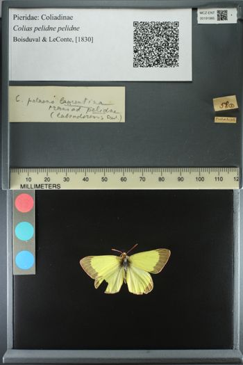 Media type: image;   Entomology 191985